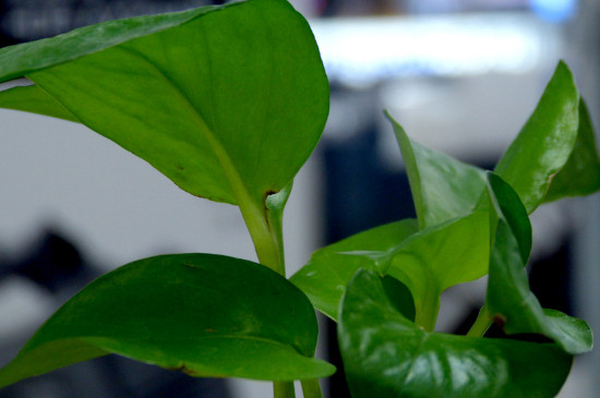 为何绿箩会有小飞虫