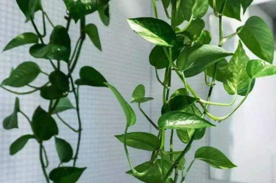 为何绿箩会有小飞虫