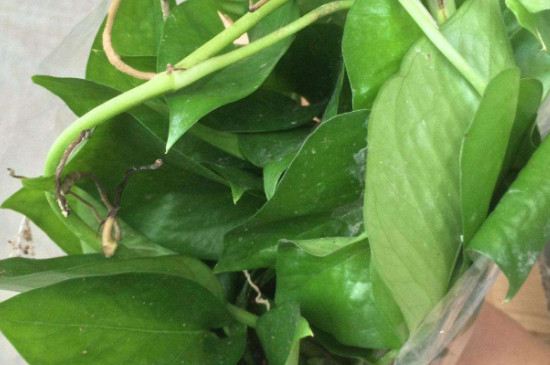 绿萝有毒吗?绿萝的功效与作用