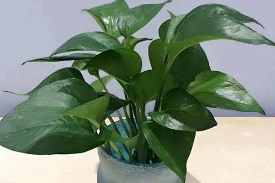 绿萝有毒吗?绿萝的功效与作用