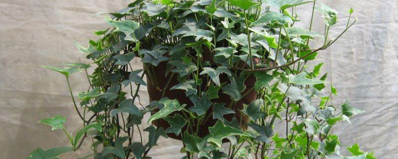 啤酒浇绿萝的正确办法,可以喷吗