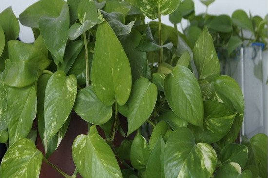 啤酒浇绿萝的正确办法,可以喷吗