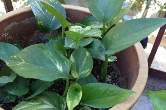 啤酒浇绿萝的正确办法,可以喷吗