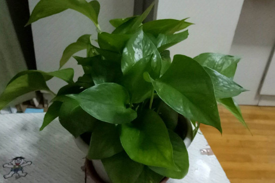 啤酒浇绿萝的正确办法,可以喷吗