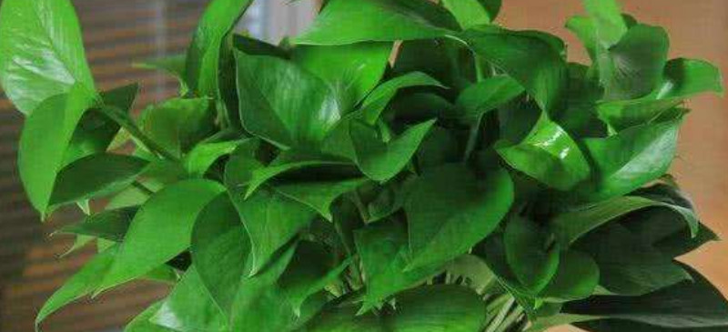 冬季的绿萝如何养才能越养越旺