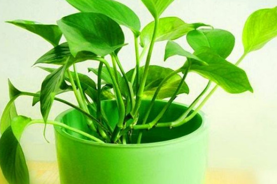 冬季的绿萝如何养才能越养越旺