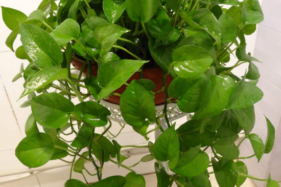 冬季的绿萝如何养才能越养越旺