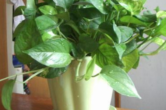 冬季的绿萝如何养才能越养越旺