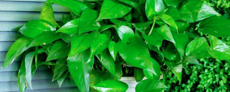 绿萝的益处