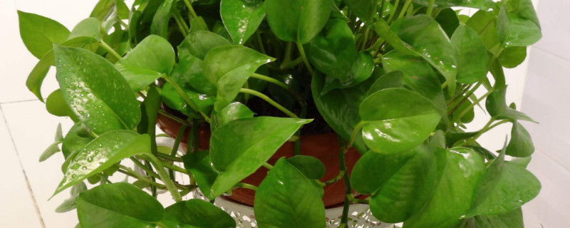 绿萝冻伤了如何补救