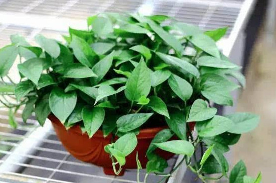 绿萝冻伤了如何补救