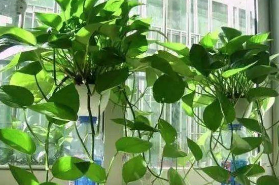 绿萝冻伤了如何补救