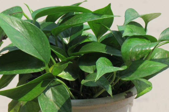 绿萝冻伤了如何补救