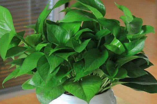 绿萝如何扦插土培