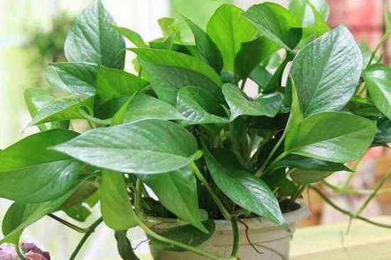 绿萝如何扦插土培