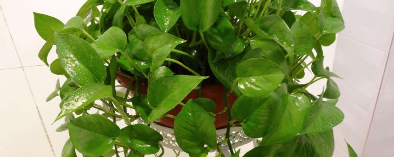 绿箩太长了如何弄好看