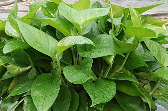 绿箩太长了如何弄好看