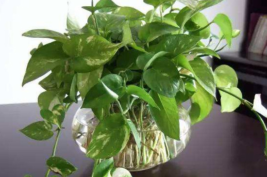 绿箩太长了如何弄好看