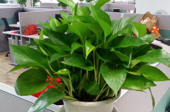 绿箩太长了如何弄好看