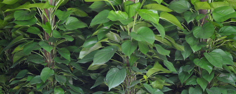 绿萝根部发臭了如何办