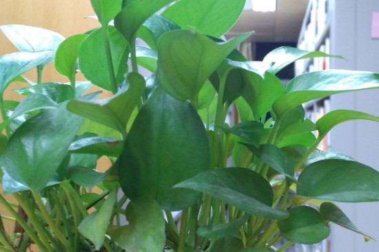 绿萝根部发臭了如何办