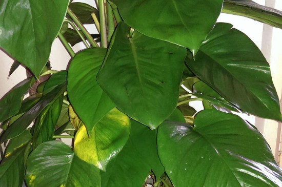 绿萝根部发臭了如何办