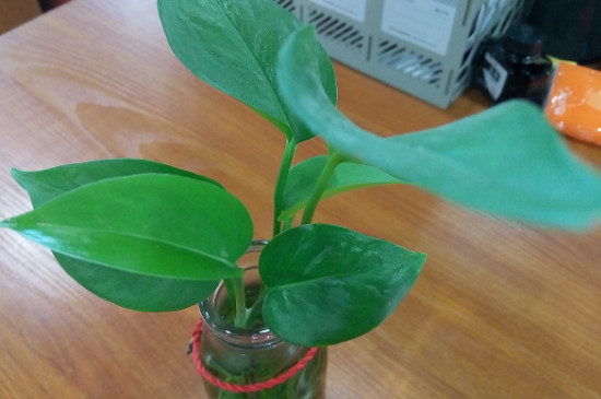 绿萝根部发臭了如何办