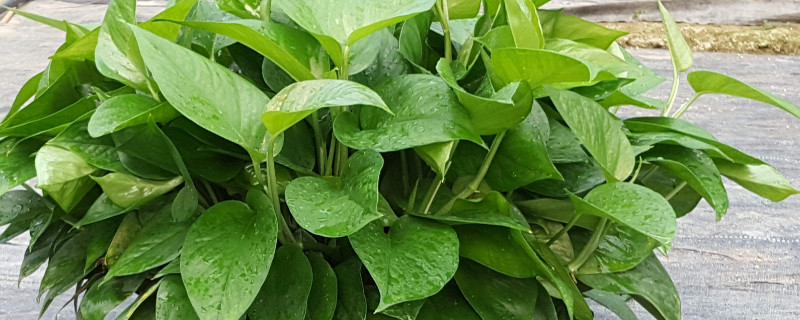 绿萝根部有虫如何办