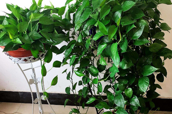 绿萝根部有虫如何办