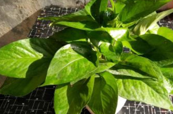 绿萝根部有虫如何办