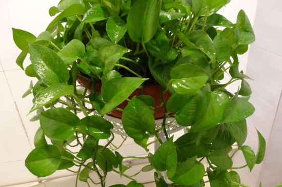 绿萝根部有虫如何办