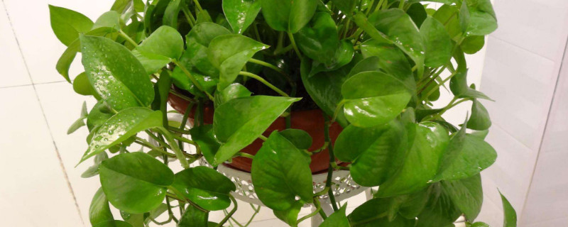 绿萝叶子干枯如何回事