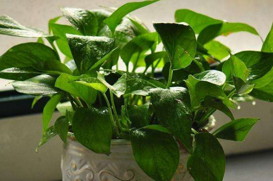 绿萝叶子干枯如何回事