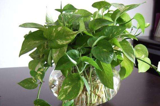 绿萝叶子干枯如何回事