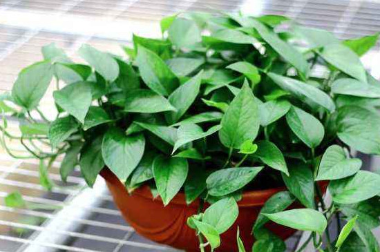 绿萝叶子干枯如何回事