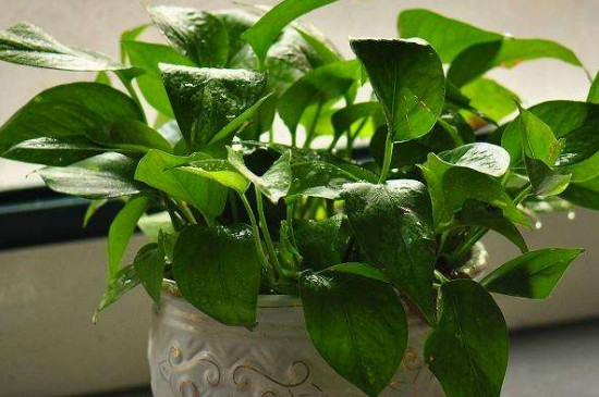 绿萝叶子上有水珠是如何回事