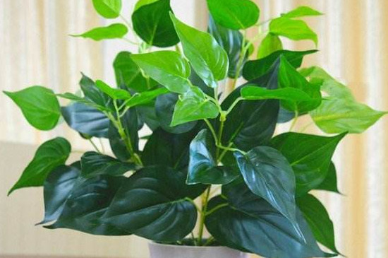 绿萝叶子上有水珠是如何回事