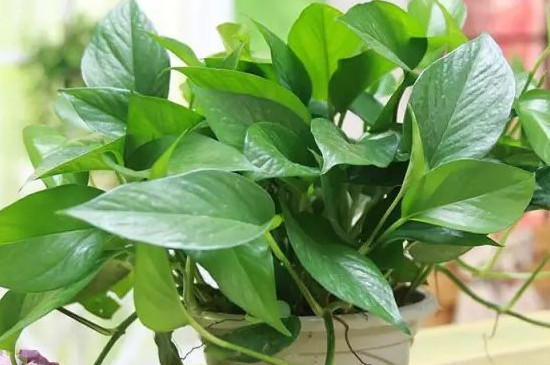 绿萝叶子上有水珠是如何回事