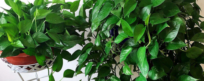 绿萝扦插时间和办法