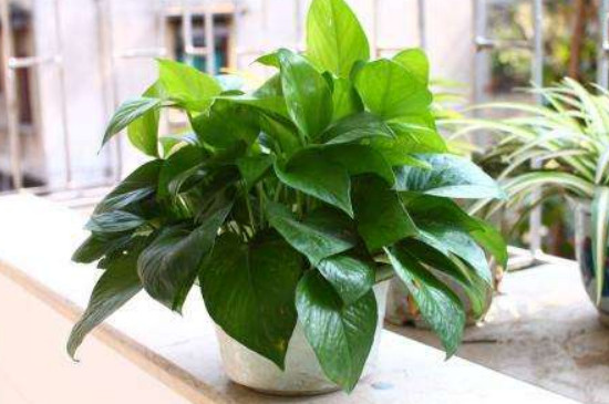 绿萝扦插时间和办法