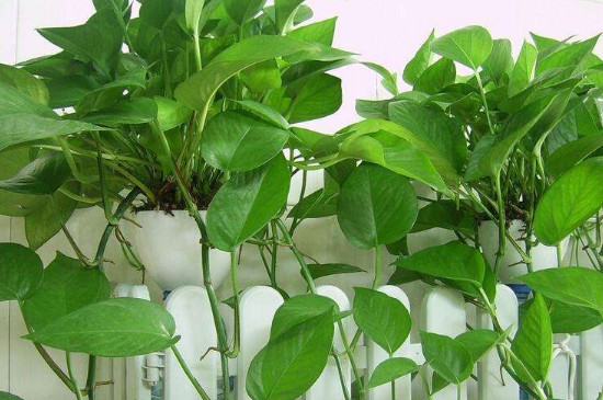 绿萝扦插时间和办法