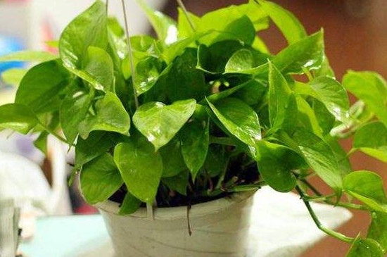 绿萝扦插时间和办法