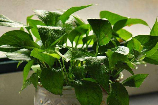 绿萝肥料淘米水