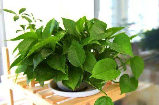 绿萝肥料淘米水