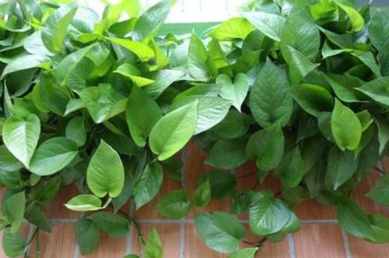 绿萝肥料淘米水