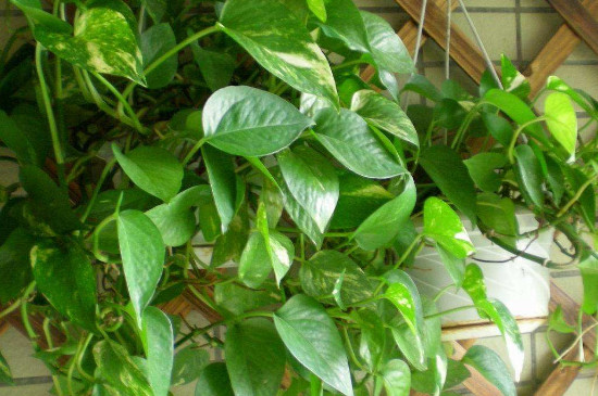 绿萝放哪不破财