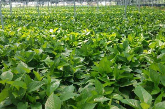 绿萝能放在孕妇卧室吗