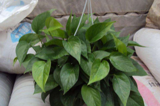 绿萝能放在孕妇卧室吗