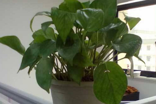 绿萝能放在孕妇卧室吗