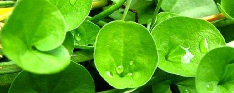 绿萝如何分盆视频